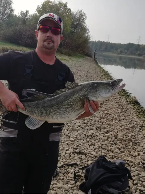 Zander