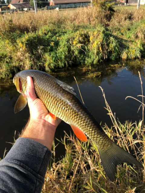 Döbel