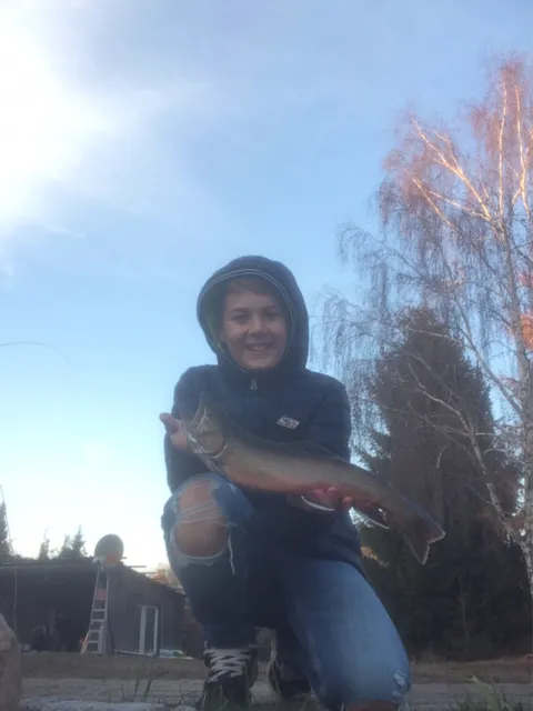 Seesaibling