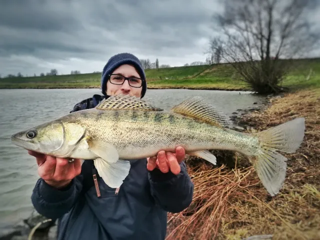 Zander