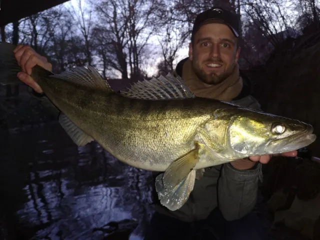 Zander