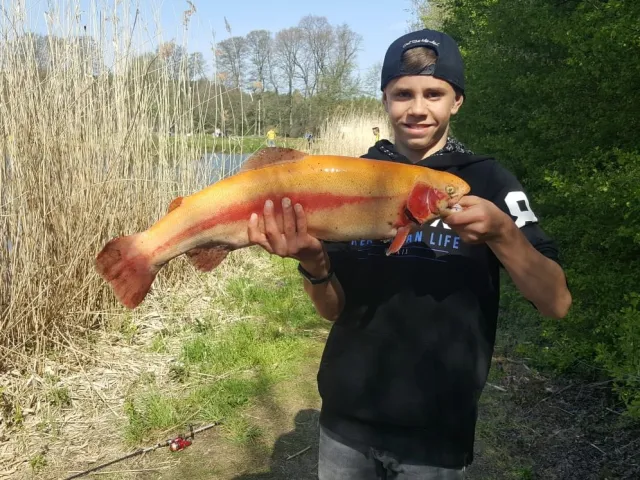 Goldforelle