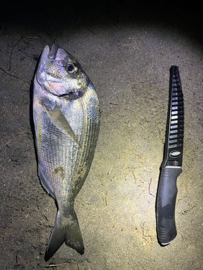 Dorade