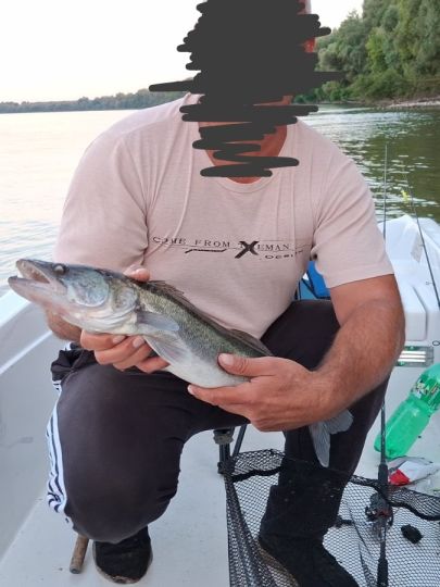 Zander