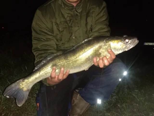 Zander