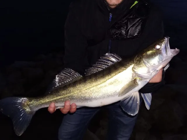 Zander