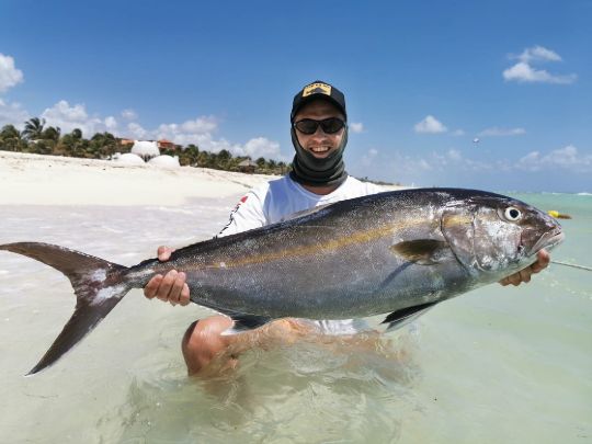Amberjack