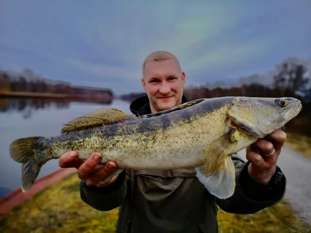 Zander