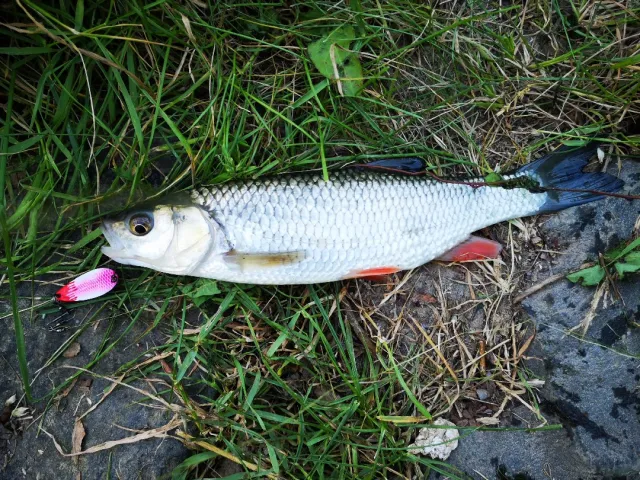 Döbel