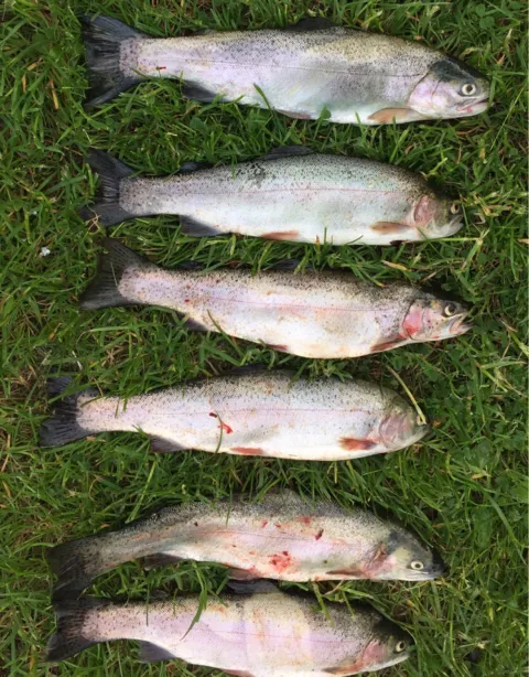 Regenbogenforelle