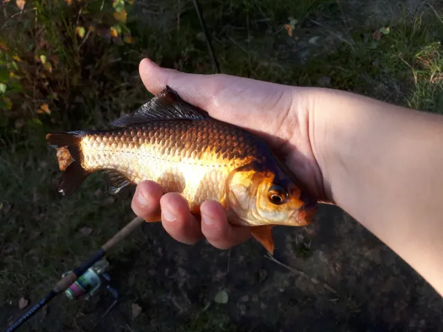 Karausche