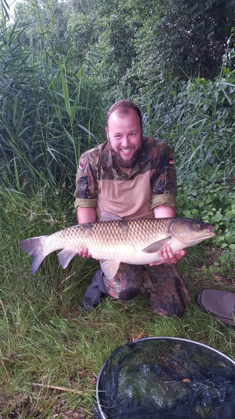 Graskarpfen