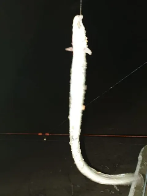 Aal