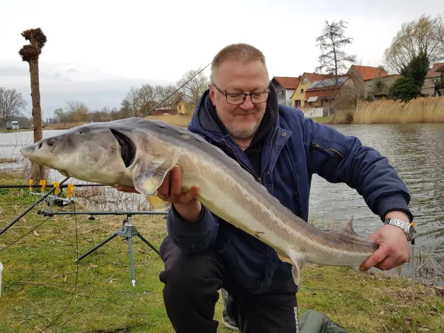 Stör