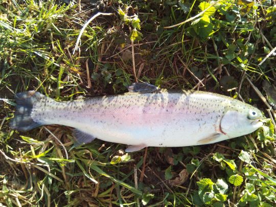Regenbogenforelle
