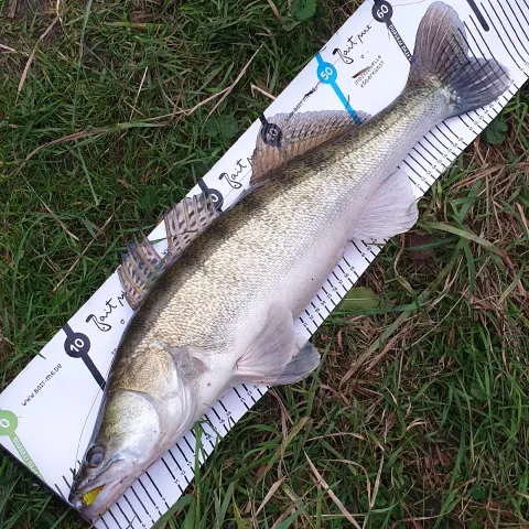 Zander
