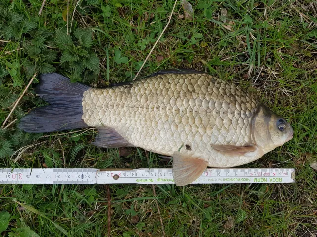 Giebel