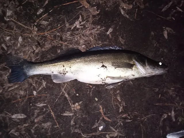 Zander