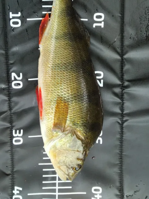 Flussbarsch