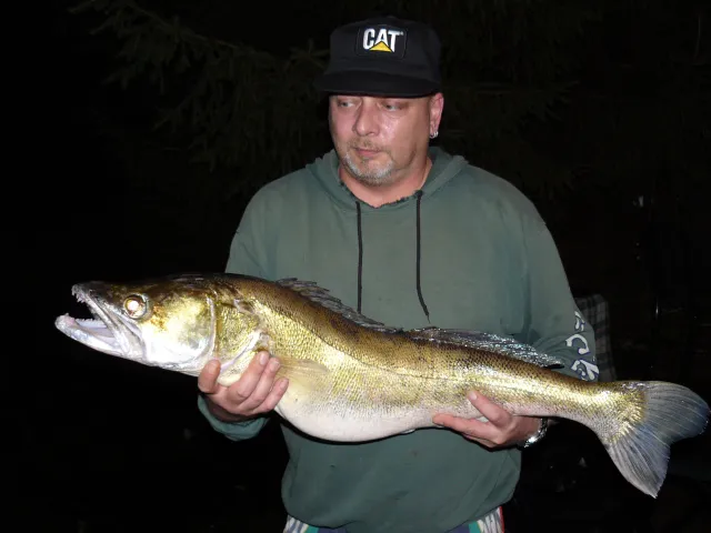 Zander