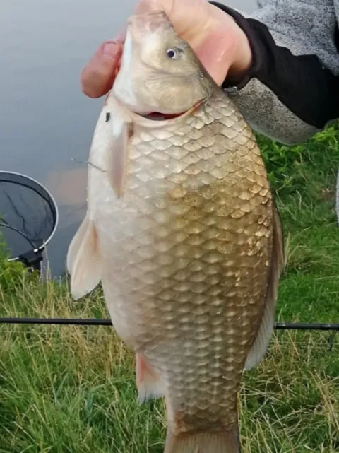 Giebel