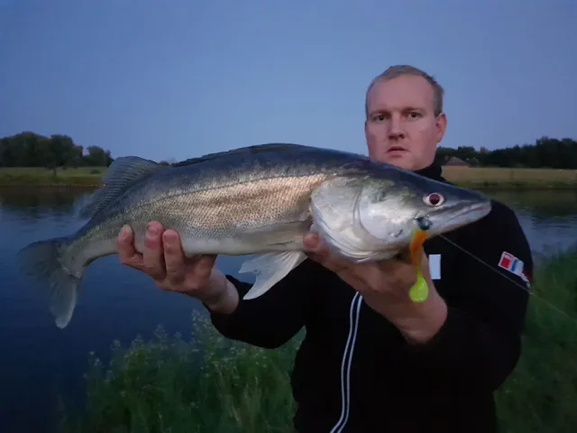 Zander
