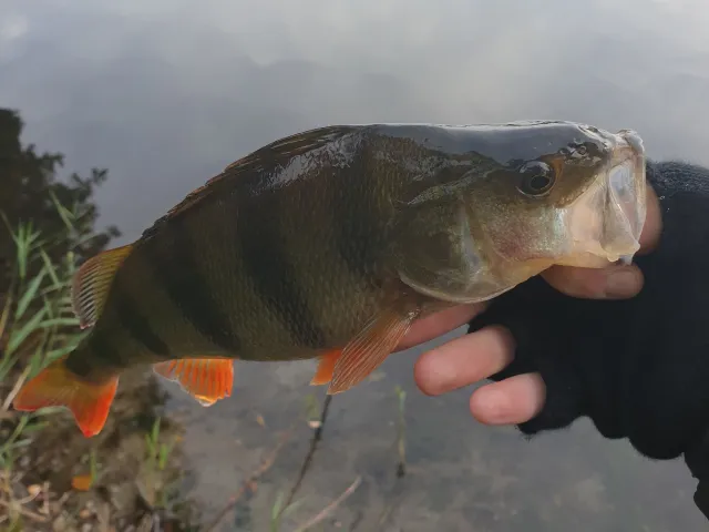Flussbarsch