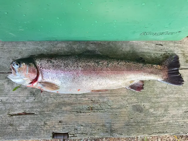 Regenbogenforelle
