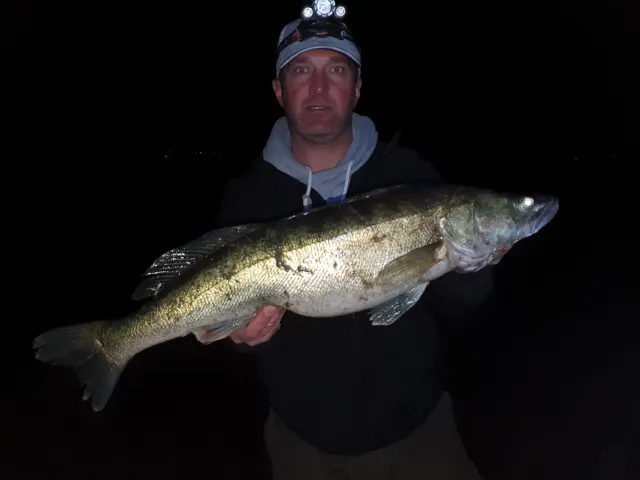 Zander