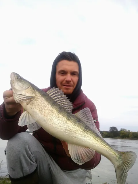 Zander