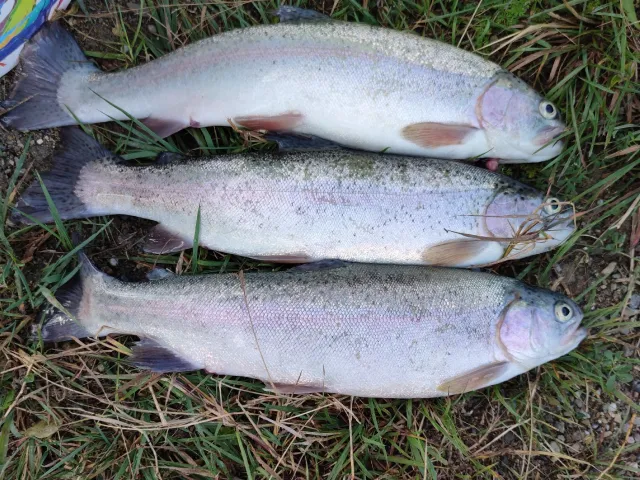 Regenbogenforelle