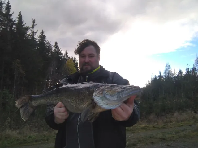 Zander