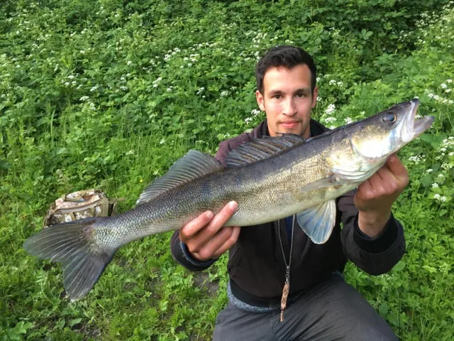 Zander