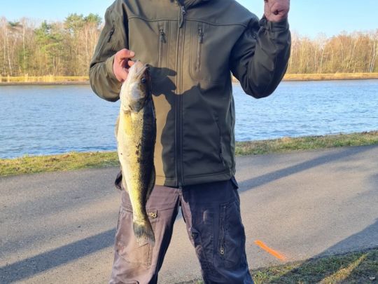 Zander