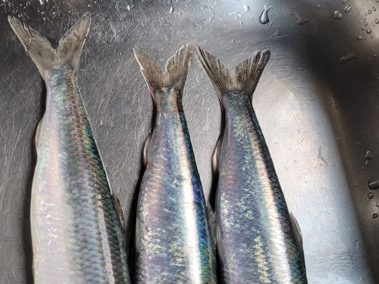 Hering