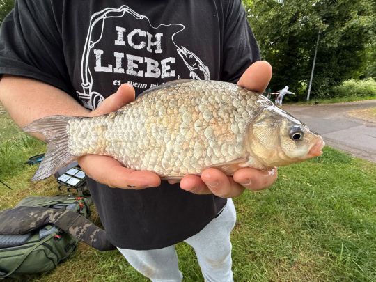 Karausche