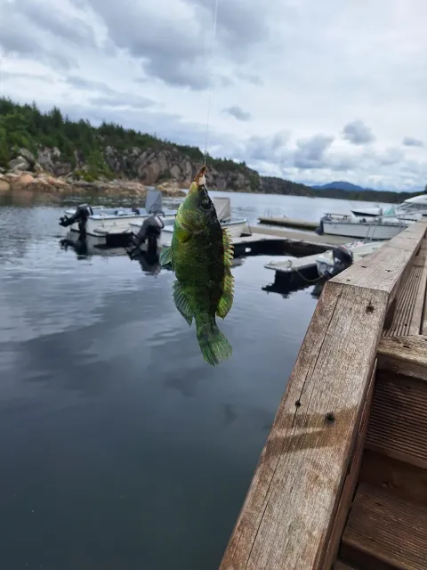 Lippfisch