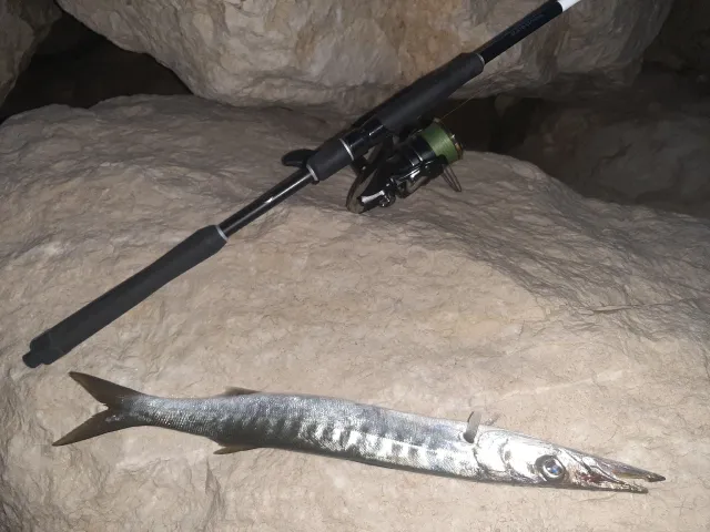 Barrakuda
