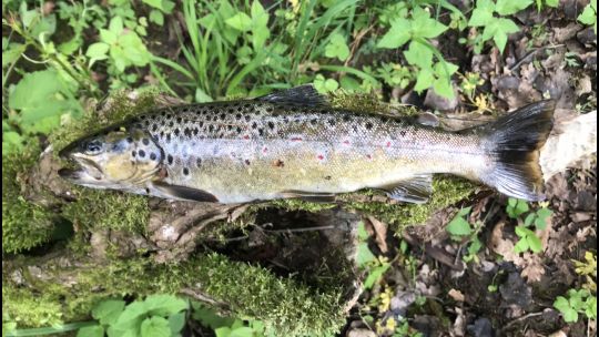 Bachforelle