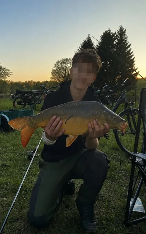Karpfen