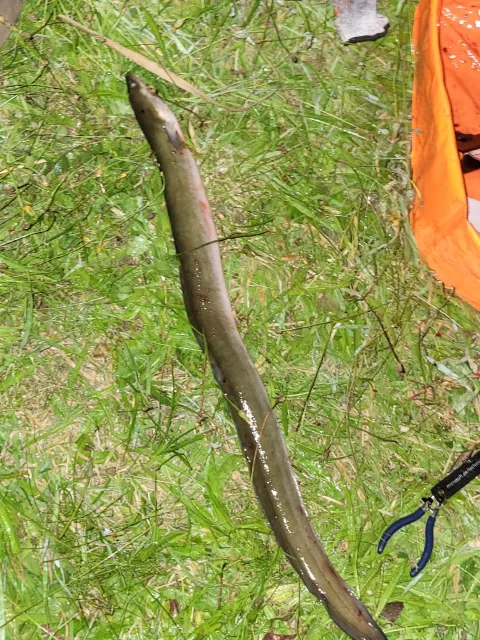 Aal