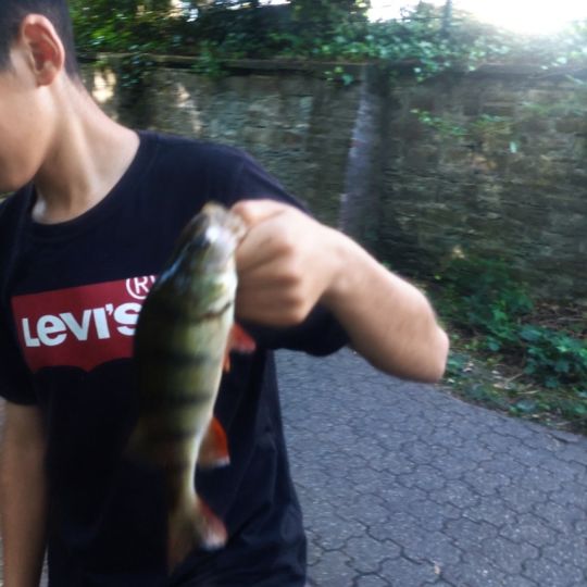 Flussbarsch