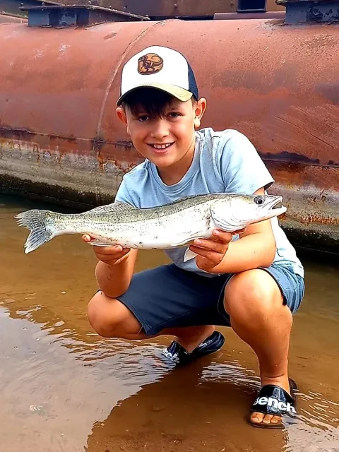 Zander