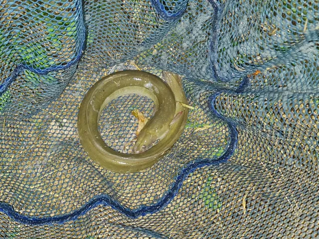 Aal