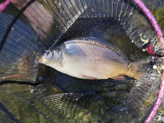 Karpfen-5