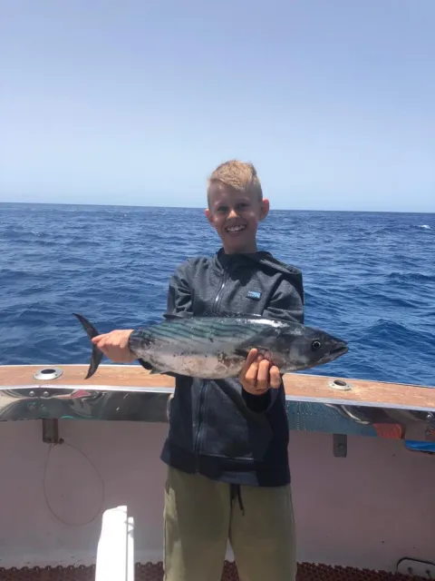 Bonito