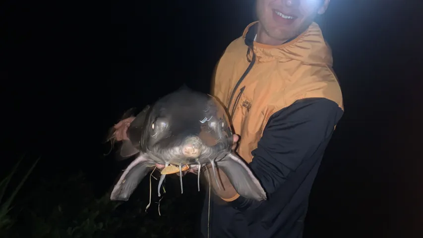 Stör