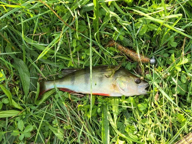 Flussbarsch