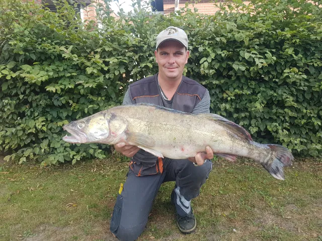 Zander