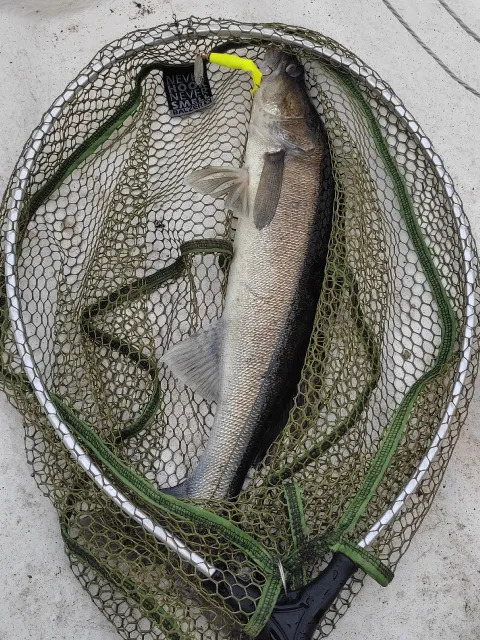 Zander